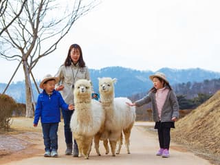 From Seoul: Alpaca World, Nami Island & Garden of Morning Calm Day Trip — gallery 1