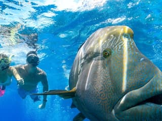 Great Barrier Reef & Daintree Rainforest: 2-Day Tour + Lunch — gallery 2