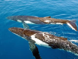 Sydney Whale Watching Cruise with Onboard Buffet — gallery 1