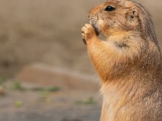Austin Zoo: Skip The Line Ticket — gallery 2
