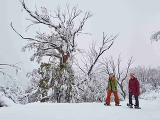 Mt Buller: Coach Transfer from Melbourne + Resort Entry — gallery 1