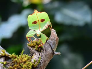 Victoria Butterfly Gardens: Entry Ticket