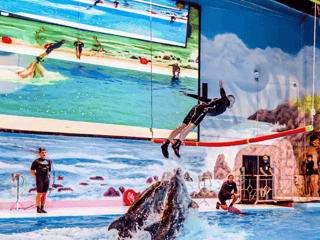 Dubai Dolphinarium: Dolphin and Seal Show — gallery 2
