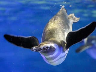 Sumida Aquarium Tickets — gallery 2