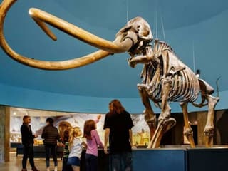 La Brea Tar Pits Museum — gallery 3