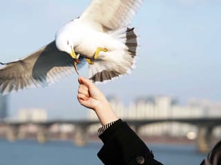 Han River Sightseeing Cruise by Eland Cruise — gallery 3