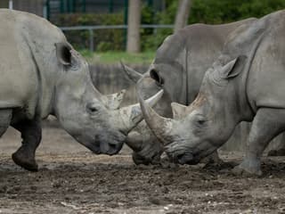Copenhagen ZOO: Skip The Line Ticket