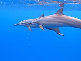Waikiki: Sailing & Snorkeling Tour — gallery 1