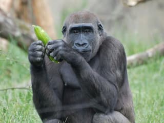 London Zoo: Entry Ticket — gallery 3