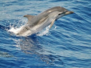 Aquarium of Genoa & Whale Watching Cruise — gallery 2