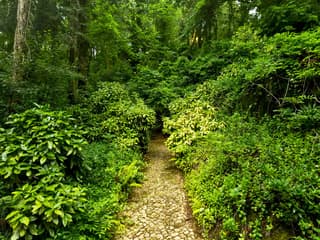 Pena Park in Sintra: Entry Ticket, Lisbon, photo 1