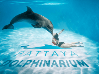 Dolphinarium Pattaya - Swim with Dolphins Experience — gallery 1