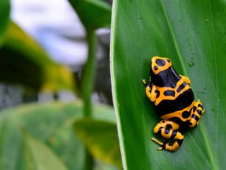 Victoria Butterfly Gardens: Entry Ticket