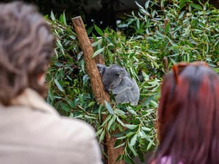 Lone Pine Koala Sanctuary Tickets with Brisbane River Cruise — gallery 2
