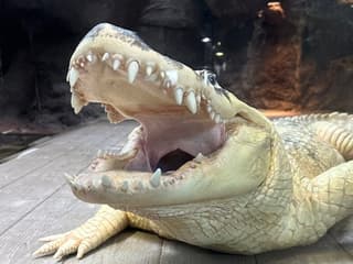 Audubon Aquarium & Insectarium: Combo Entry Ticket — gallery 1