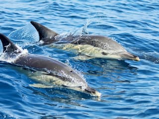 Lisbon Dolphin Watching Cruise — gallery 1