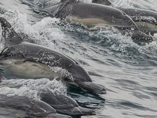 Long Beach: Whale and Dolphin Watching Cruise — gallery 1
