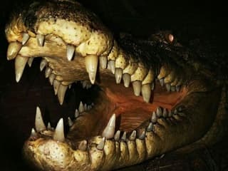 Gatorland Orlando: Gator Night Shine