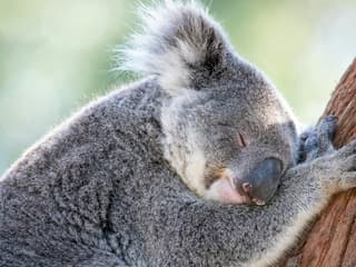 Port Stephens Koala Sanctuary, Port Stephens Koala Sanctuary, Sydney