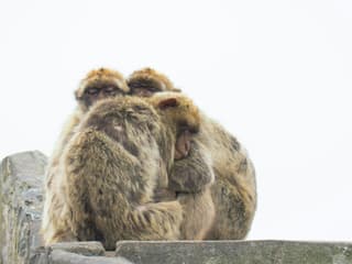 Gibraltar: Guided Day Tour from Seville — gallery 2