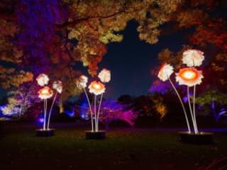 Lightscape Brooklyn — gallery 1