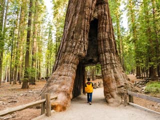 From San Jose: Yosemite Valley Day Trip