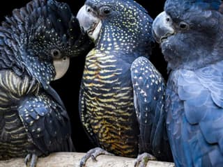 Featherdale Sydney Wildlife Park: Entry Ticket