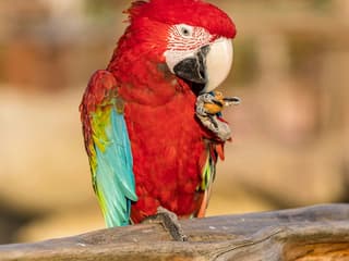 Parrot World: Annual Pass
