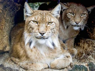 Krakow Zoo Entrance Tickets with Hotel Transfers — gallery 3