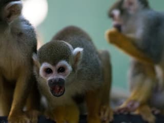 ATV Monkey Jungle Tour
