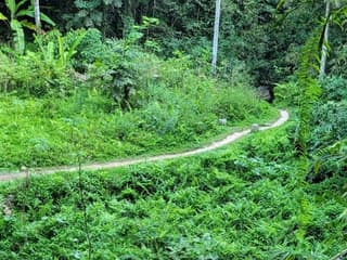 Ubud: Privat rundtur med guide + transport, Ubud