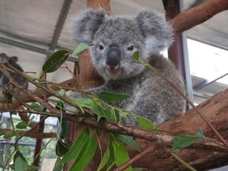 باغ‌وحش کوآلا کوراندا: بلیط ورود, Kuranda Koala Gardens, Kuranda