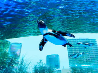 Sunshine Aquarium Tickets — gallery 1
