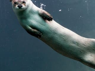 Woodland Park Zoo: Skip The Line Ticket — gallery 1