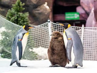 Ski Dubai: Snow Premium Tickets with Penguin Encounter — gallery 2