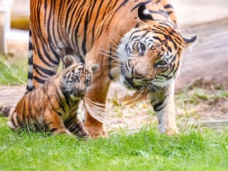 Golden Pass London: Choose from 10+ Attractions — gallery 2