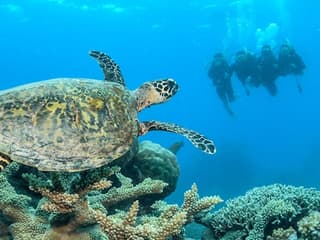 Cairns: Outer Great Barrier Reef Full-Day Tour with Lunch — gallery 3