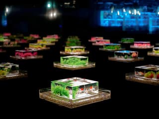Art Aquarium Museum Ginza Tickets — gallery 3