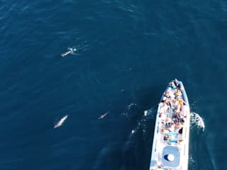 Prohlídka sledování delfínů z Lagosu, Lagos