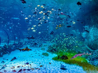 National Aquarium Abu Dhabi Tickets — gallery 3
