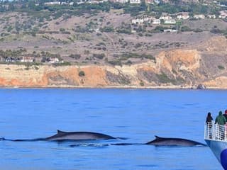 West Harbor: Whale and Dolphin Watching Cruise — gallery 1