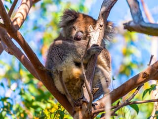 Great Ocean Road Premium Coach Tour — gallery 1