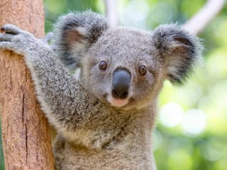 Currumbin Wildlife Sanctuary Tickets at Currumbin Wildlife Sanctuary, Gold Coast, photo 1