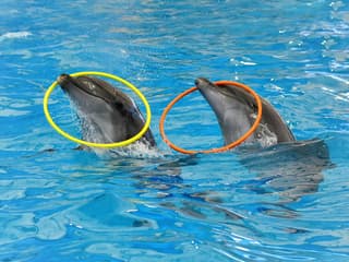 Phuket Dolphin Show Tickets: Thai Residents — gallery 2