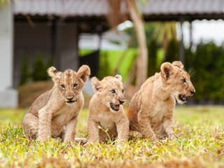 Lion Land Phuket Tickets — gallery 3