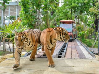 Tiger Park Biletleri, Tiger Park Phuket, Phuket