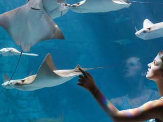 SeaWorld Orlando: Entry Ticket + Optional All-Day Dining Deal — gallery 3
