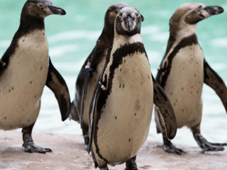 London Zoo Entrance Tickets — gallery 2