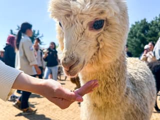 From Seoul: Alpaca World, Nami Island & Garden of Morning Calm Day Trip — gallery 3