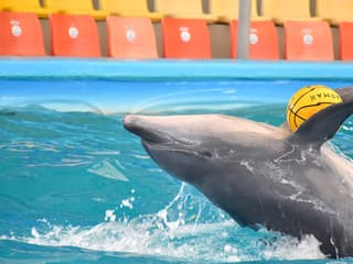 Phuket Dolphin Show Tickets: Foreigners — gallery 2